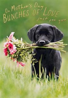 MD BUNCHES OF LOVE PUPPY
