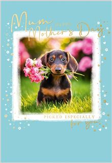 MD DACHSHUND WITH ROSES