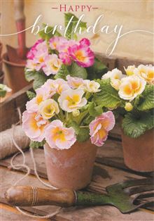 POSIES PETALS: BD POT PLANT