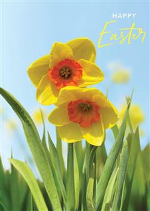 EA PURE NZ DAFFODILS