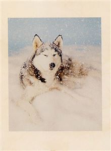 ATHENA MINI CARD - NIVKA