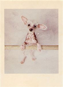 ATHENA MINI CARD - DYNASTY