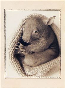 ATHENA MINI CARD - WOOLLYBUTT