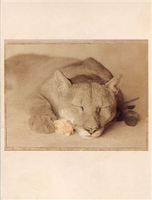 ATHENA MINI CARD - CLYDE