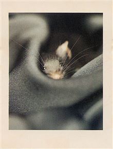 ATHENA MINI CARD - PEPSI